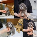 논현 켄넬 | 강남 신논현 실버토이푸들 분양 알아봤어요