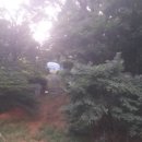 조서강묘 이미지