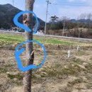 자두나무농장 이미지