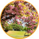 성산패총로 | 경남 창원 성산패총 겹벚꽃 포토존 개화상황 4월 꽃구경 가볼만한곳