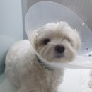 유동물의료센터 이미지