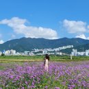 대저생태공원 입구(대저1동 2314-1) | 부산 가볼만한곳 대저생태공원 팜파스 버베나 9월 실시간 개화 상태