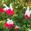 지혜의 샘9/단 1%라도 더 행복이 많으면 ~~ 이미지