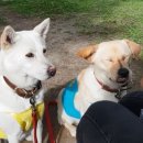 개ST하우스 이미지