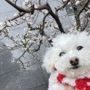 몽글몽글 네이버블로그