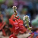 금율로 2 이미지