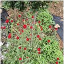 청산도 안단테 이미지