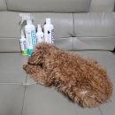 워터젯코리아 | 더마테스트 서포터즈 12기(2주차 후기)하이포닉 4종 체험