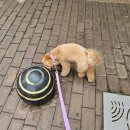 사랑해똥깡아지 | 은평구애견미용 사랑해똥깡아지/ 말티푸 스폐셜 애견미용 가위컷