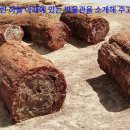 인류는 지구 최초의 문명이 아닐 수 있다...인류 보고서 이미지