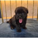 상상도그 이미지