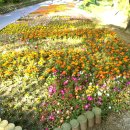 대공원광장대로 이미지