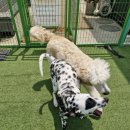 공감애견학교 유치원,호텔 이미지