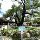 괴정골목시장 이미지