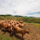 서산 팔봉산 목장 이미지