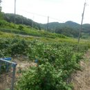 내동농장 이미지