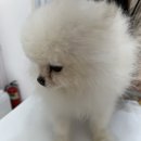 지나펫살롱 | 수원애견미용 추천 디어펫살롱