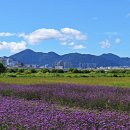 대저생태공원 이미지