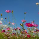 코스모스 이미지