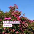 중화점 현대자동차 | 중랑 서울장미축제 기본정보 중랑장미공원 즐길거리