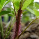 장군의집 민박 이미지