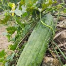 수세미 효능과 성분 부작용 이미지