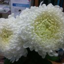 노원구청사 이미지