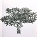 퐁낭퐁낭 이미지