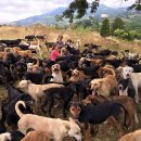 멍멍이천국 이미지