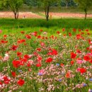 송이테마공원 주차장 이미지