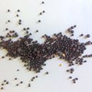 겨자씨이야기 이미지