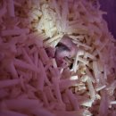 헬로 리틀 애니멀 이미지