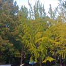 서현중앙길 이미지