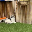 페츠베리머치 카페 이미지