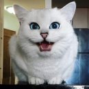 이쁜냥이 이미지