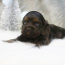 일산강아지분양 라펫 이미지