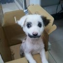 강아지와 고양이 이미지