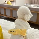 동백중학교 앞(과일킹 앞) | 카시아 속초 애견동반 펫 패키지 프리미어 킹 오션뷰 룸 업그레이드 방법 및 후기