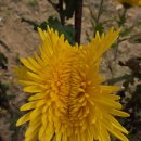 사랑하기 때문에 - 곽진언•김필(원곡:유재하) 이미지