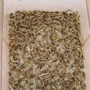 천마리농장 이미지