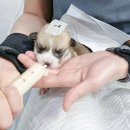 대신동물병원 이미지