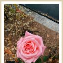 제주 아리랑 이미지