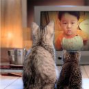 쓱싹쓱싹 이미지