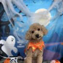 다원하개 이미지