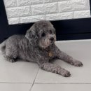 아잉독 애견카페 이미지