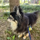 강아지 꼬순내 | 강아지 꼬순내 케어물품 후기