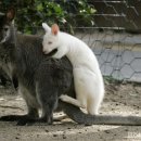 동물들의세상 이미지