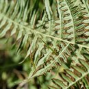 고사리Pteridium aquilinum var. latiusculum (Desv.)Underw. ex A. Heller 이미지