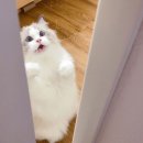 홍깨비