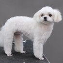 Coco Grooming 이미지